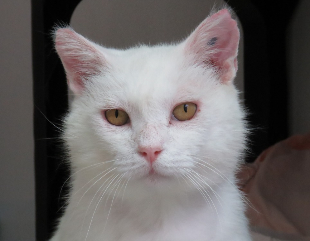 Gandalf - Chat Européen à adopter
