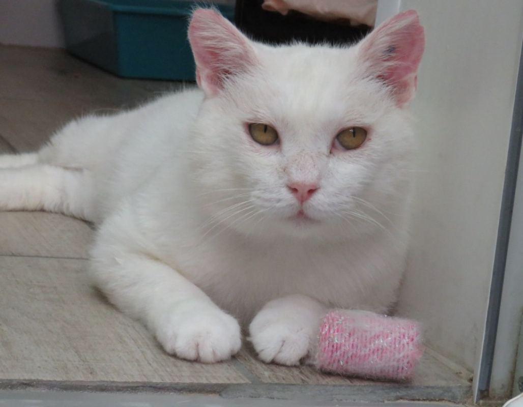 Gandalf - Chat Européen à adopter - photo 2