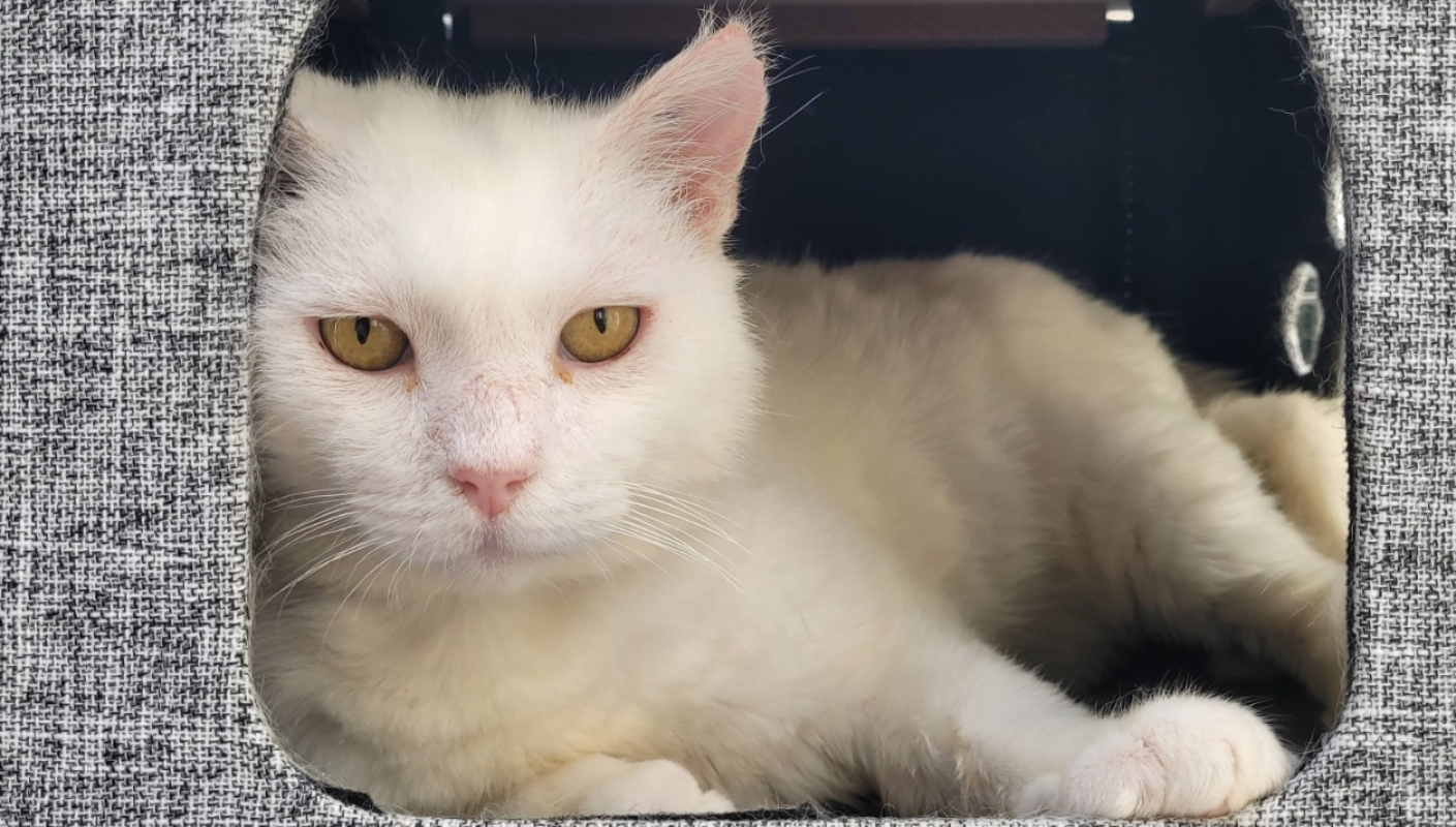 Gandalf - Chat Européen à adopter - photo 3