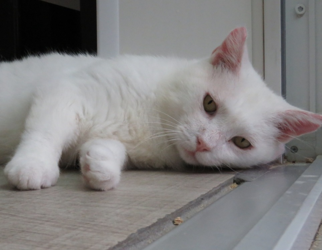 Gandalf - Chat Européen à adopter - photo 4