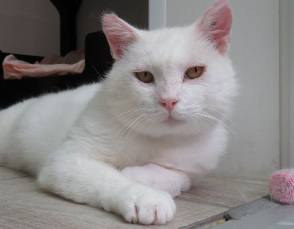 Gandalf - Chat Européen à adopter - photo 5
