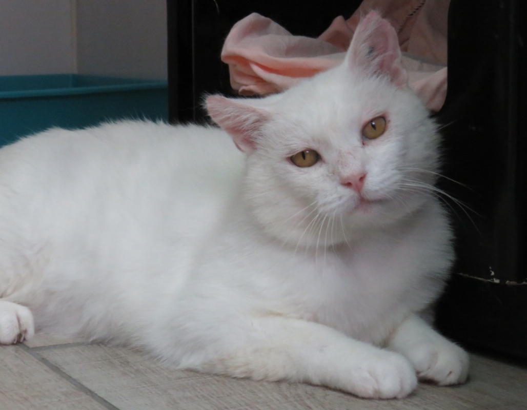 Gandalf - Chat Européen à adopter - photo 6