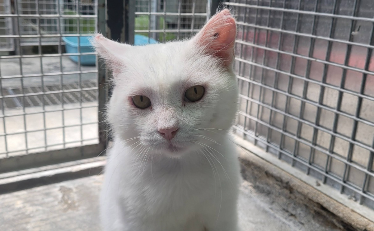 Gandalf - Chat Européen à adopter - photo 7