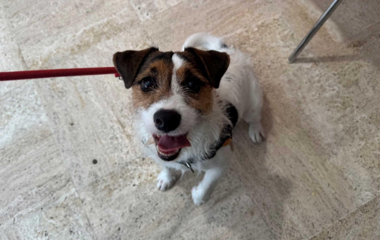 Spot - Chien à adopter - photo 2