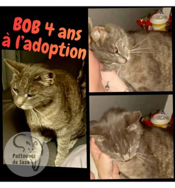 Photo de BOB