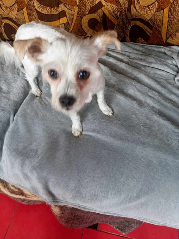 Photo #2 de Toby (Pufulete)