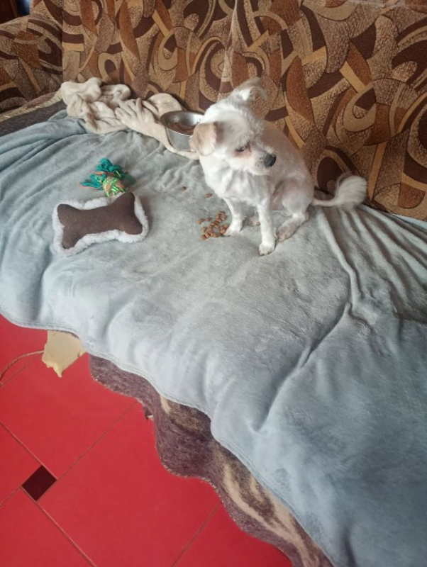 Photo #1 de Toby (Pufulete)