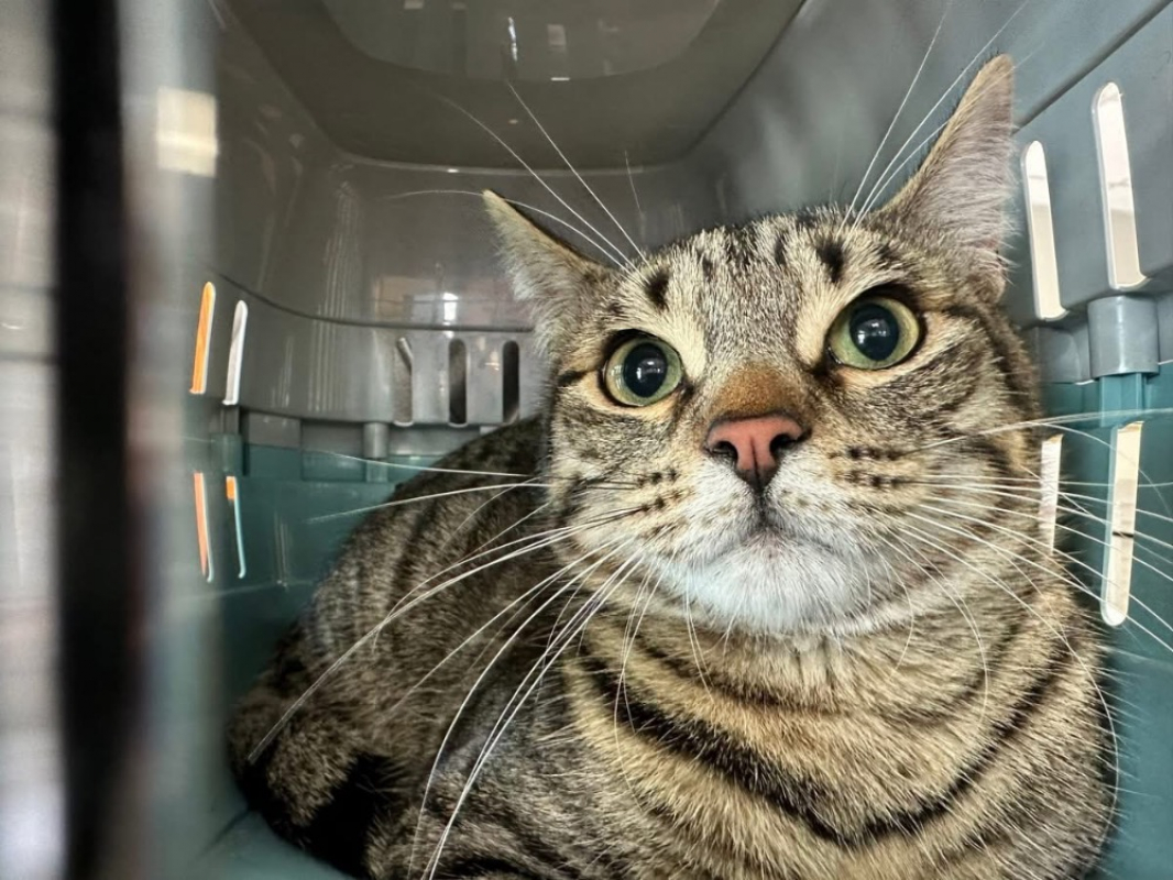 Photo de Noccio
