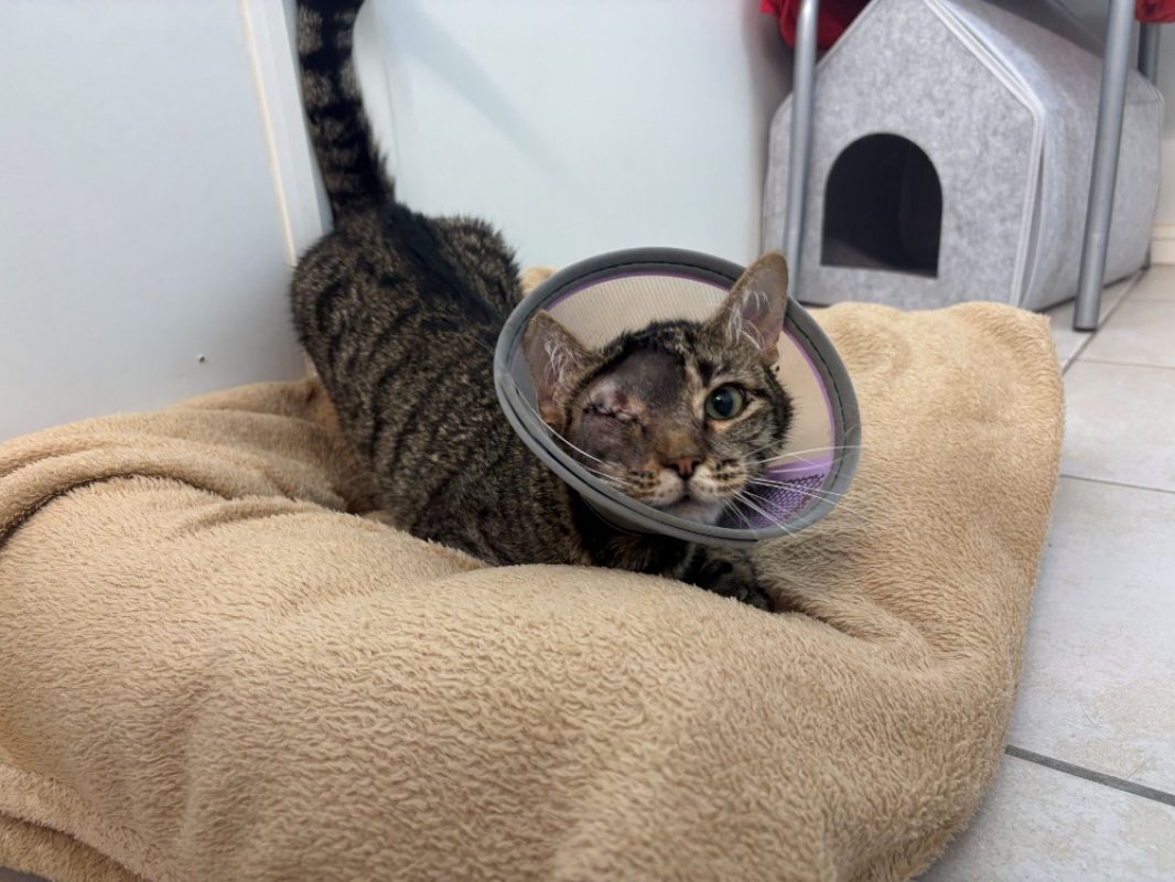 Noccio - Chat Européen à adopter
