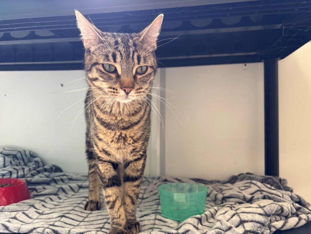Noccio - Chat Européen à adopter - photo 2