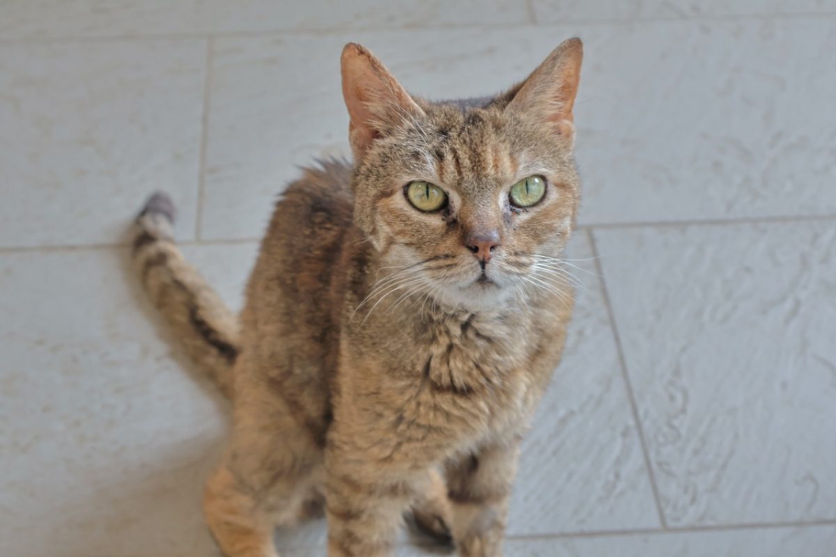 Léa - Chat Européen à adopter