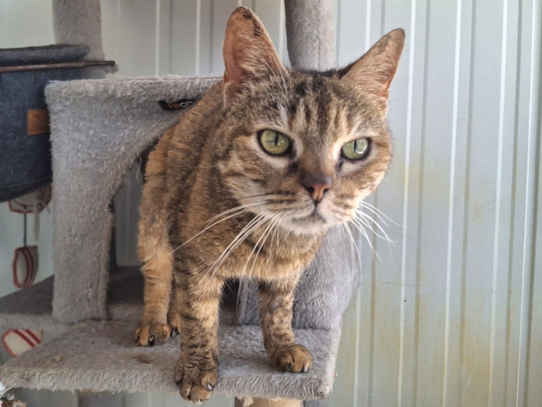 Léa - Chat Européen à adopter - photo 2