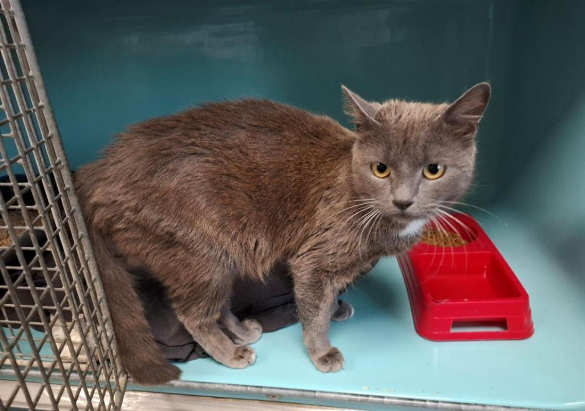 Kate - Chat Européen à adopter