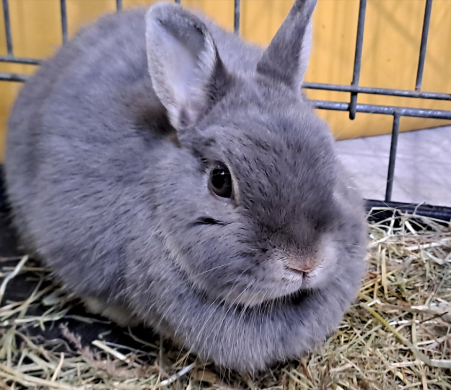 Photo #1 de Louloutte