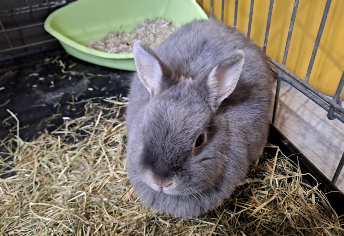 Photo #2 de Louloutte