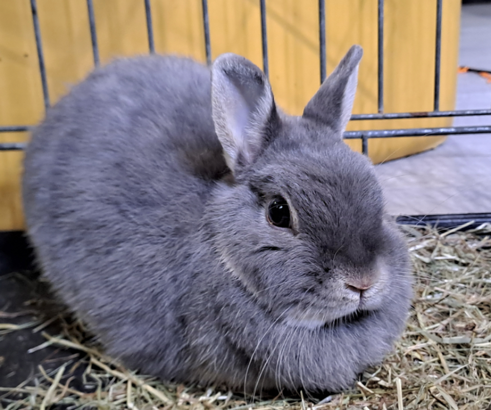 Photo #3 de Louloutte