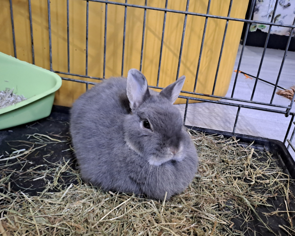 Photo #4 de Louloutte