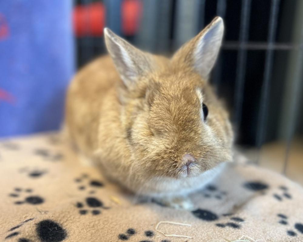 Moka - Rongeur Lapin à adopter