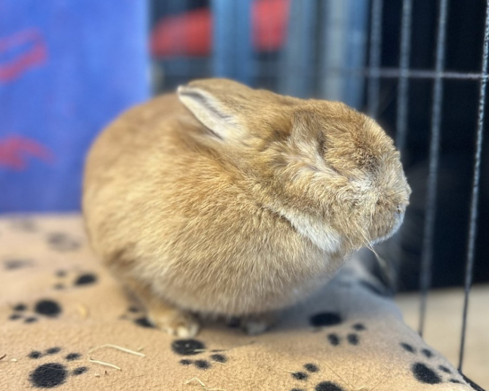 Moka - Rongeur Lapin à adopter - photo 2