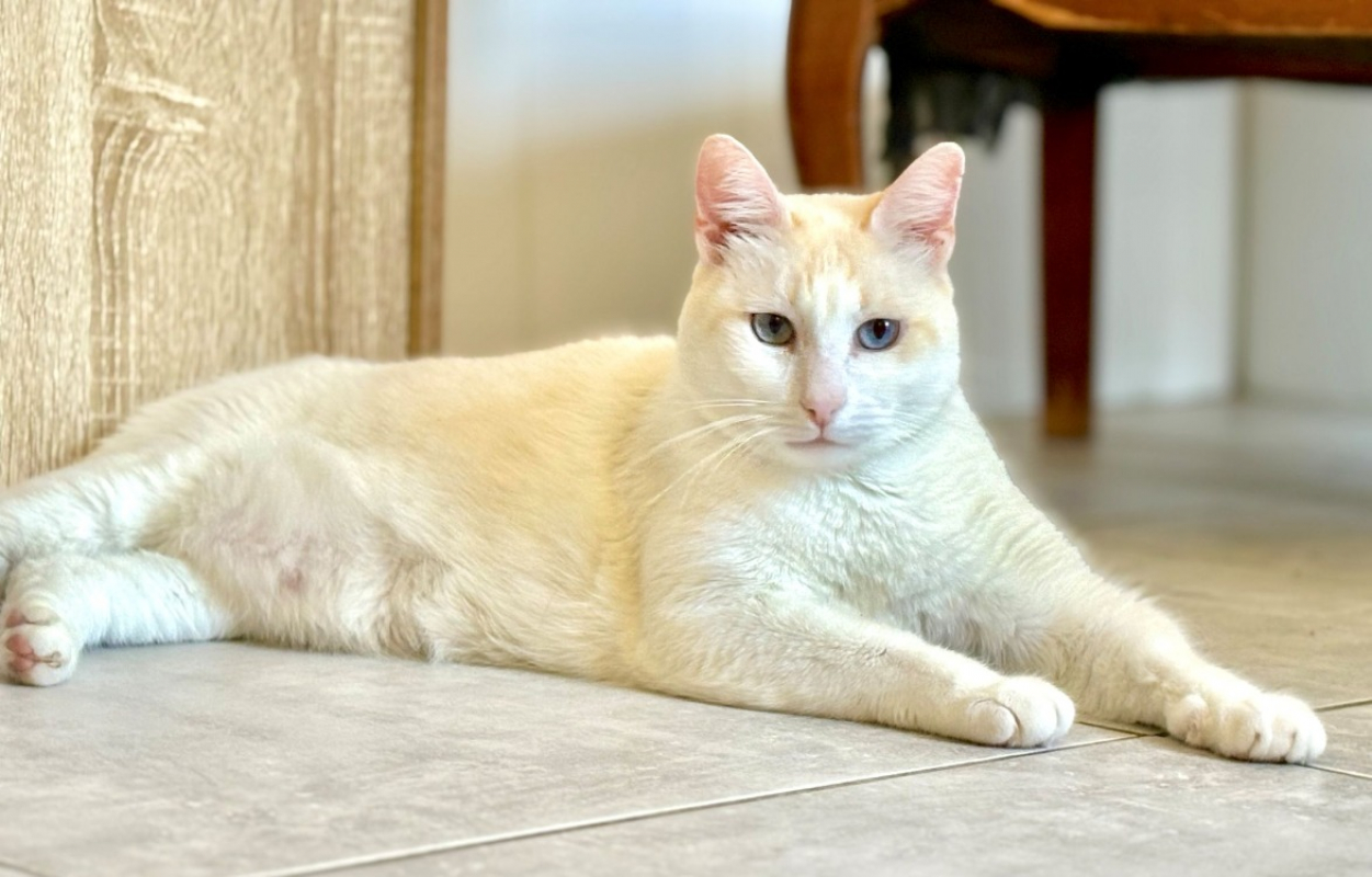 Caramel - Chat Européen à adopter - photo 2