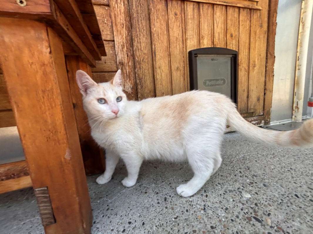 Caramel - Chat Européen à adopter - photo 3