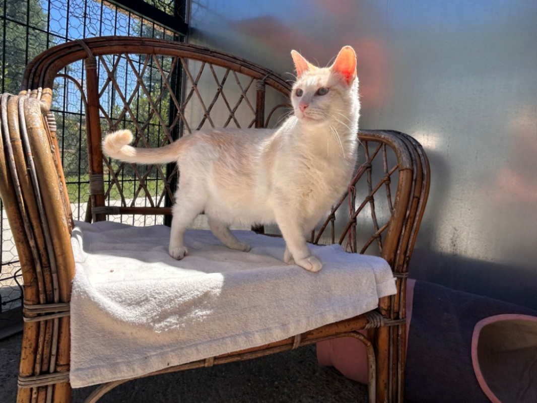 Caramel - Chat Européen à adopter - photo 4