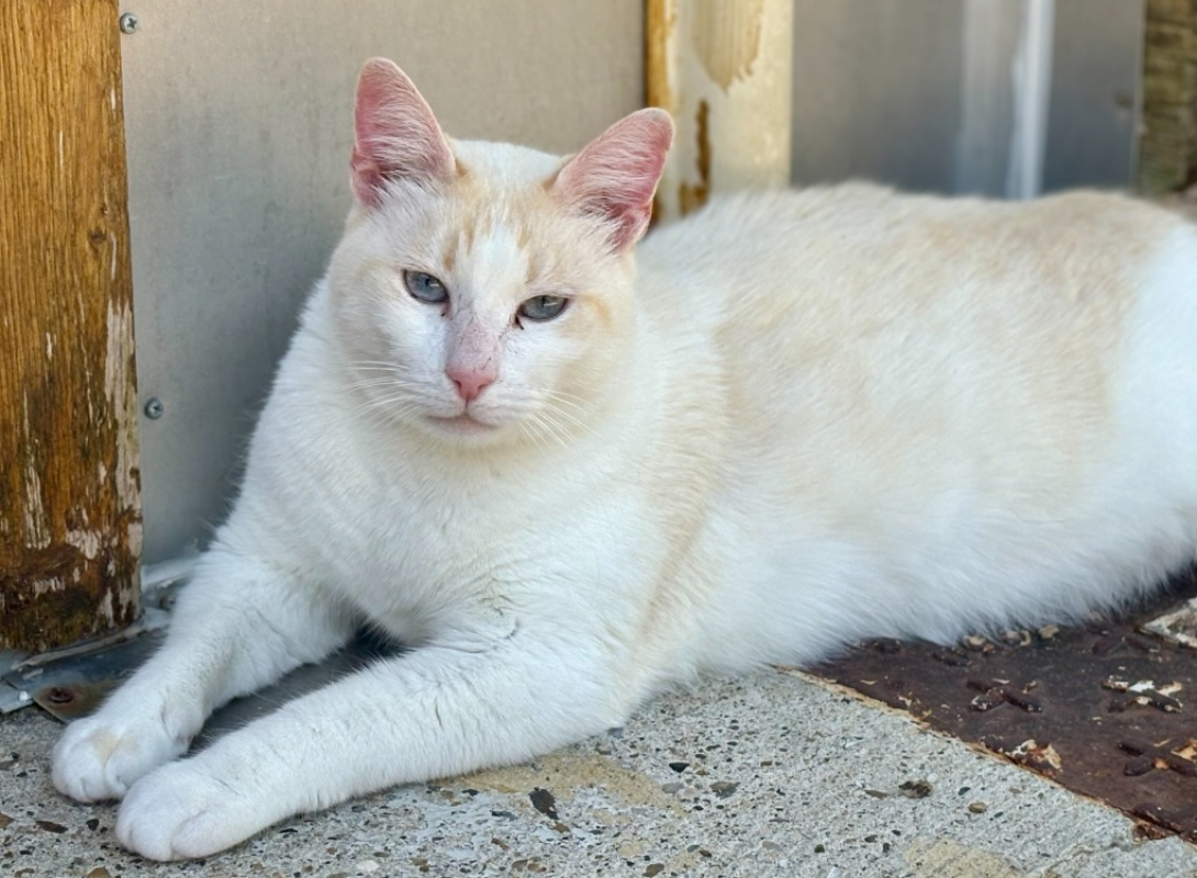 Caramel - Chat Européen à adopter - photo 6