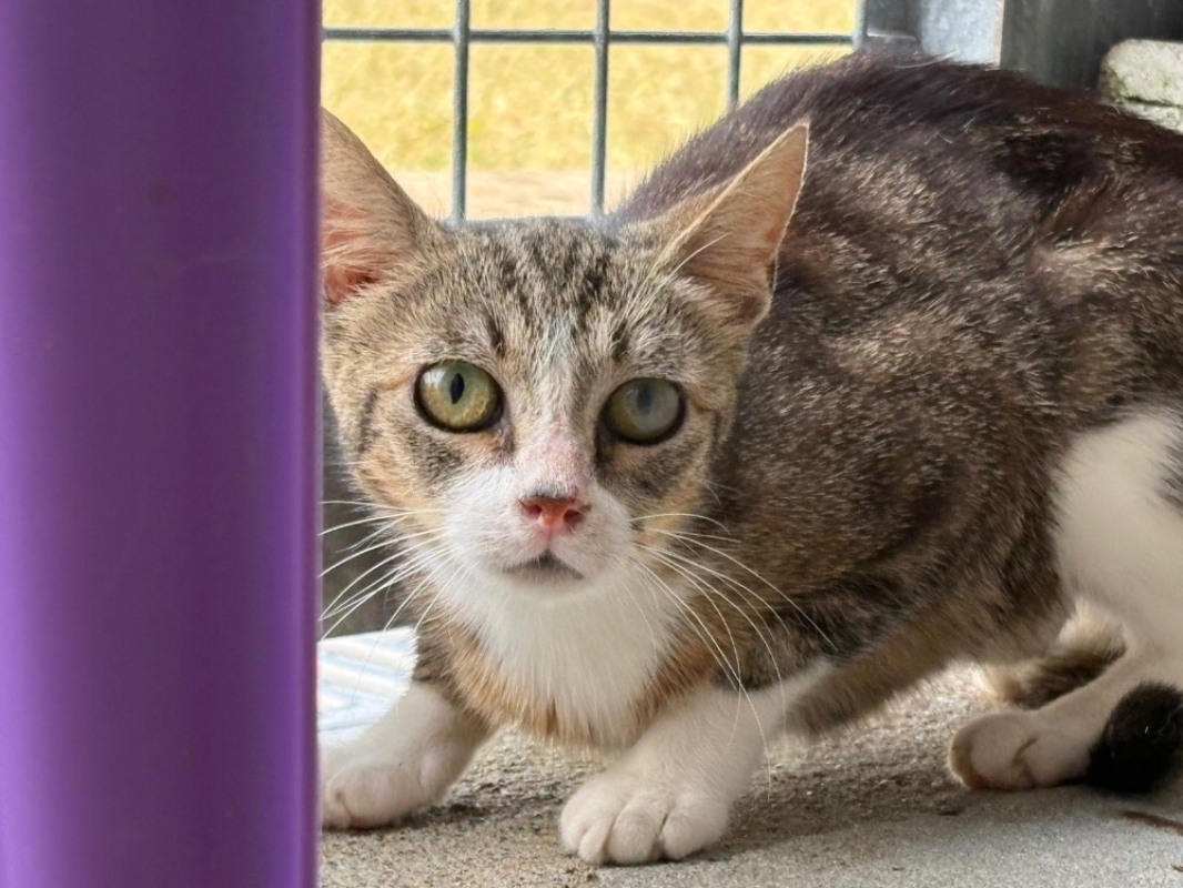 Ellie - Chat Européen à adopter