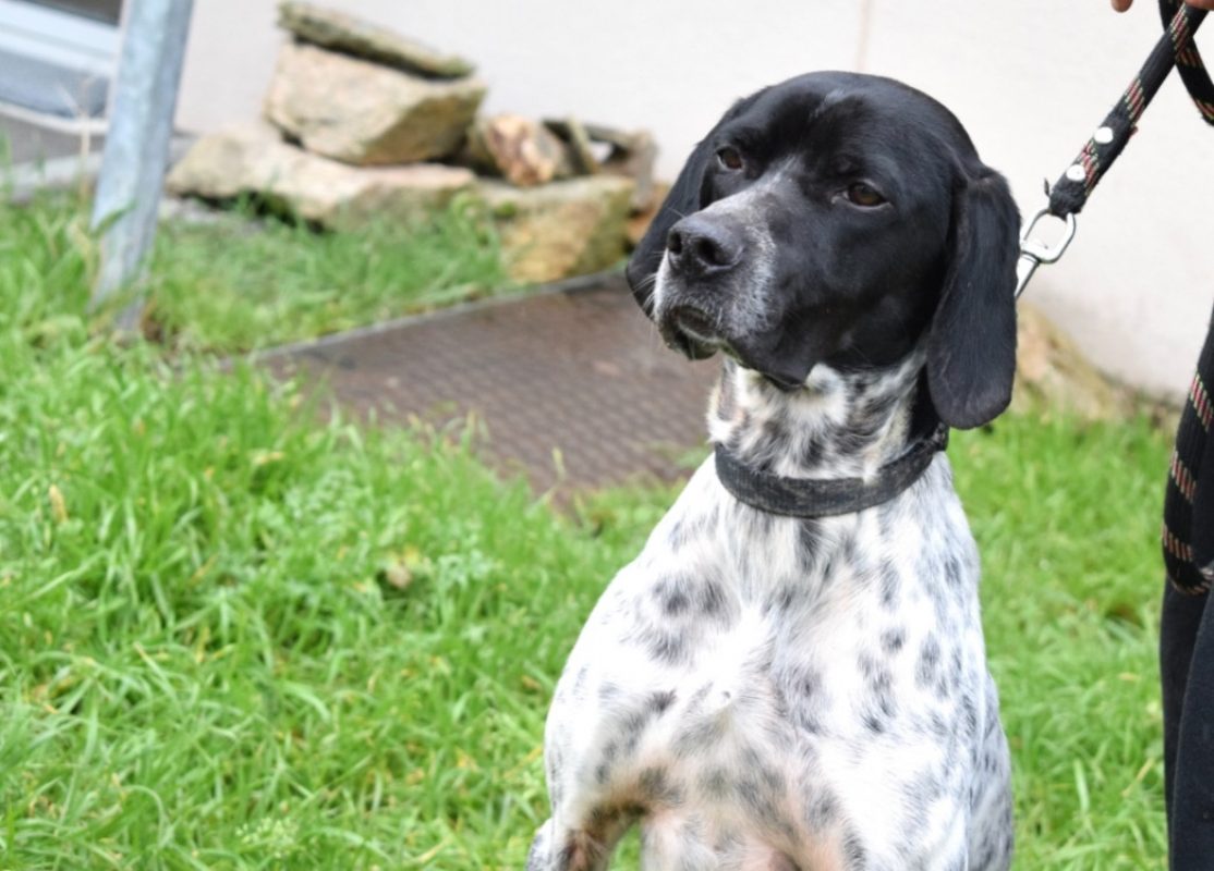 Pepita - Chien Pointer Anglais à adopter - photo 5