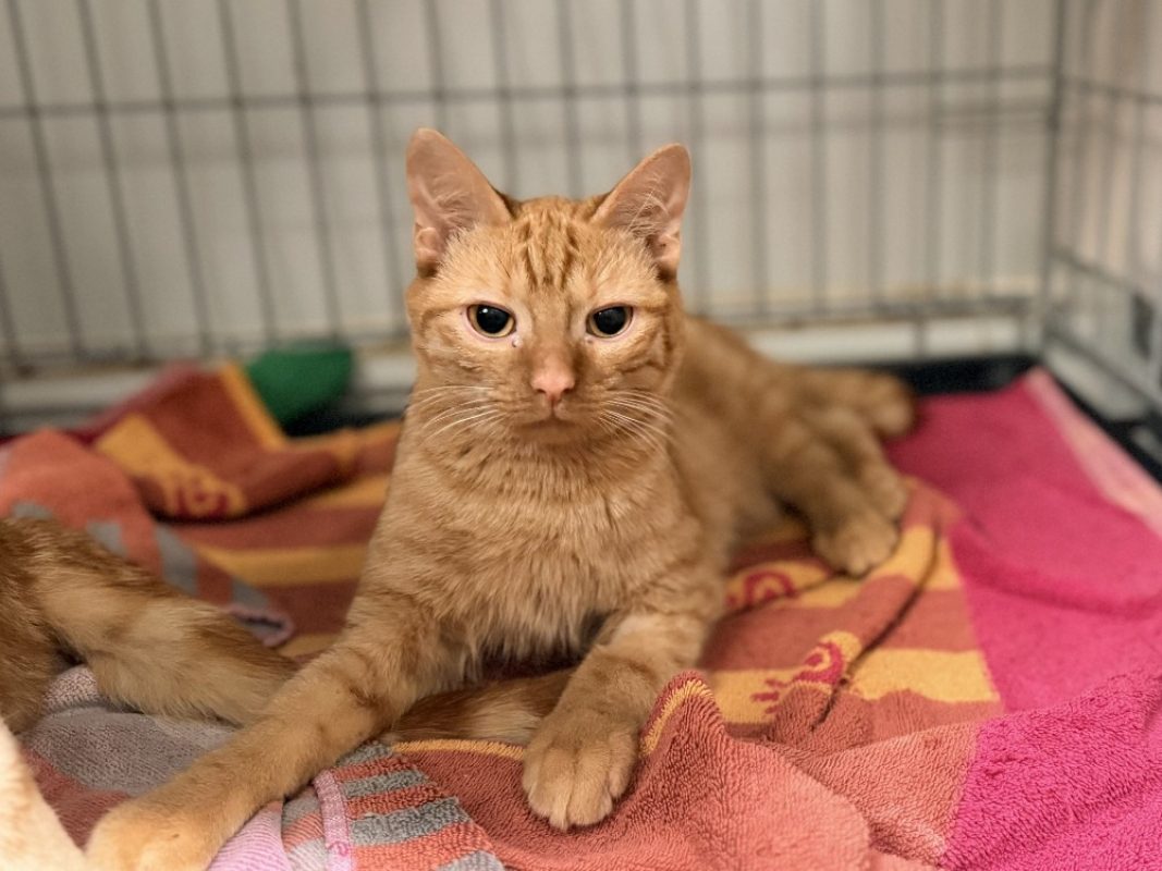 -3po - Chat Européen à adopter