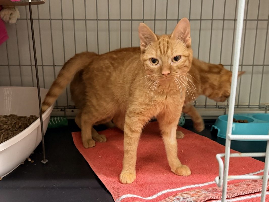 -3po - Chat Européen à adopter - photo 2