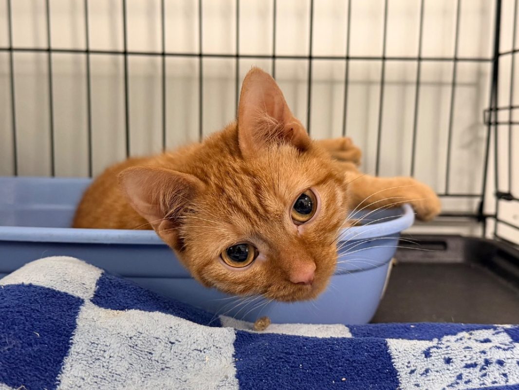 -3po - Chat Européen à adopter - photo 3