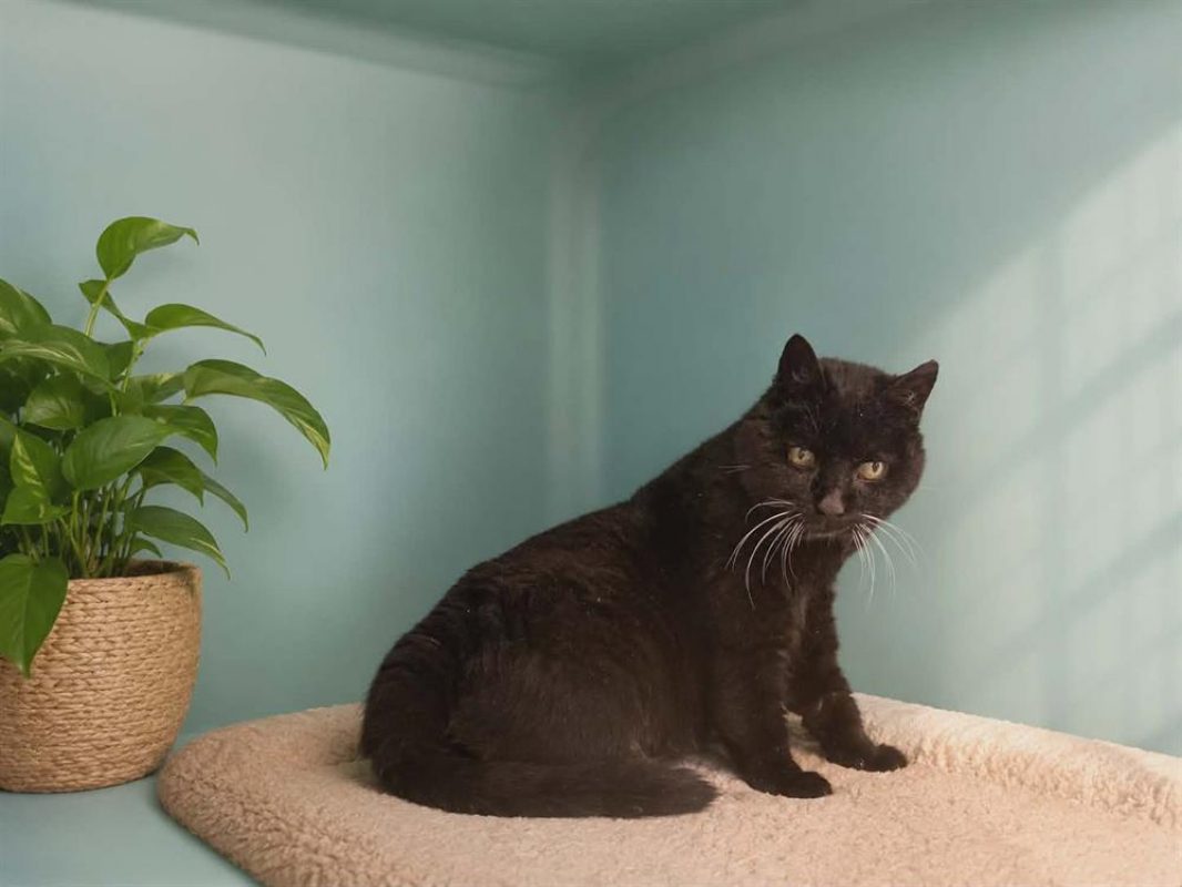 Meli - Chat Européen à adopter