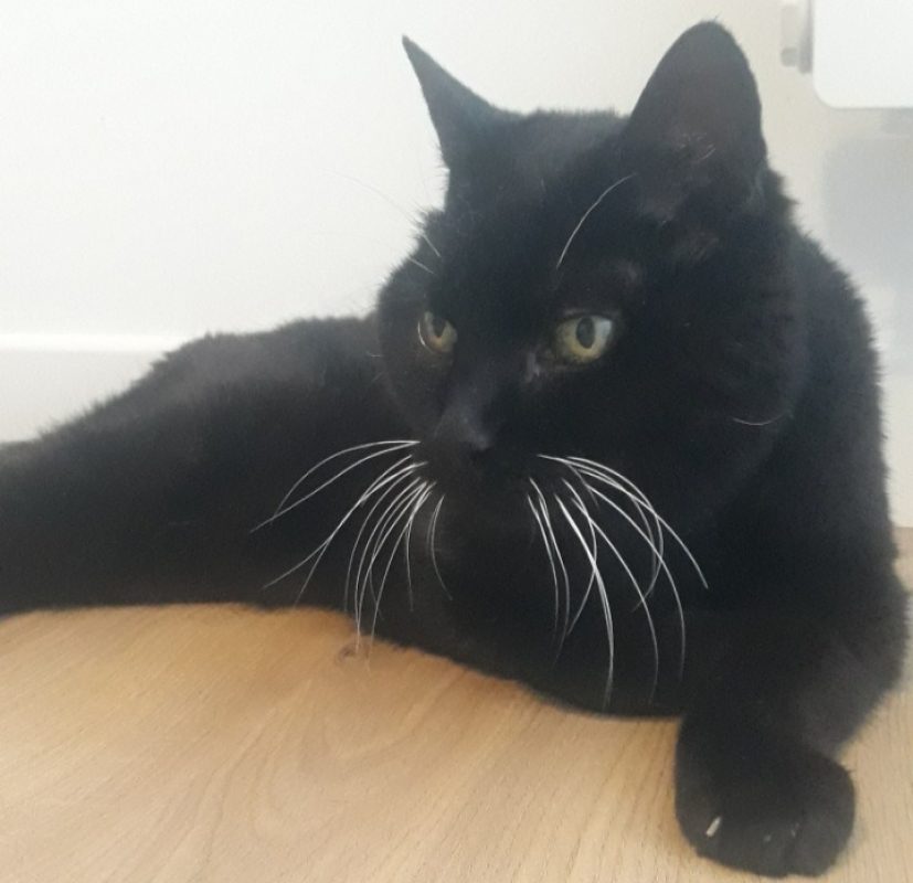 Meli - Chat Européen à adopter