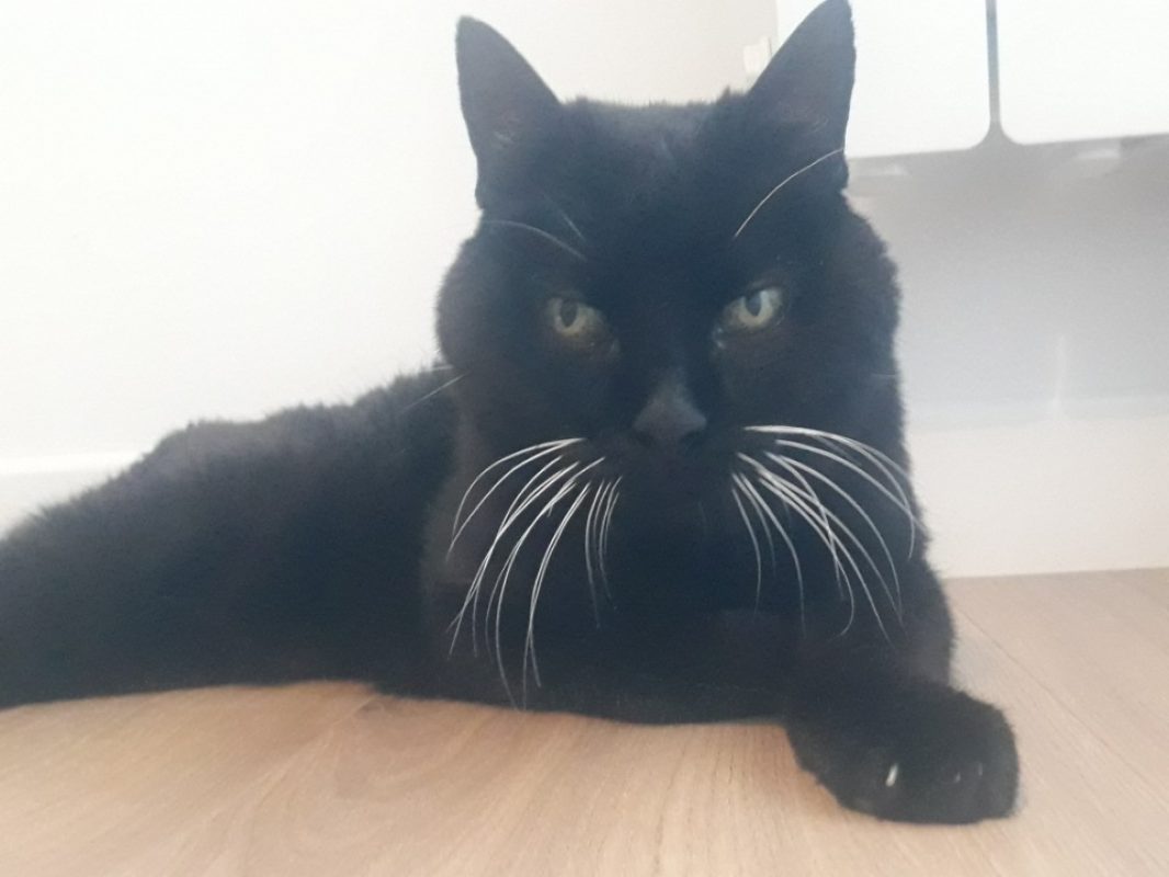Meli - Chat Européen à adopter - photo 3