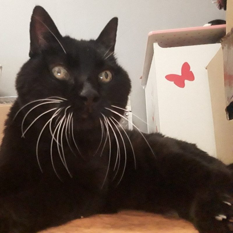 Meli - Chat Européen à adopter - photo 4