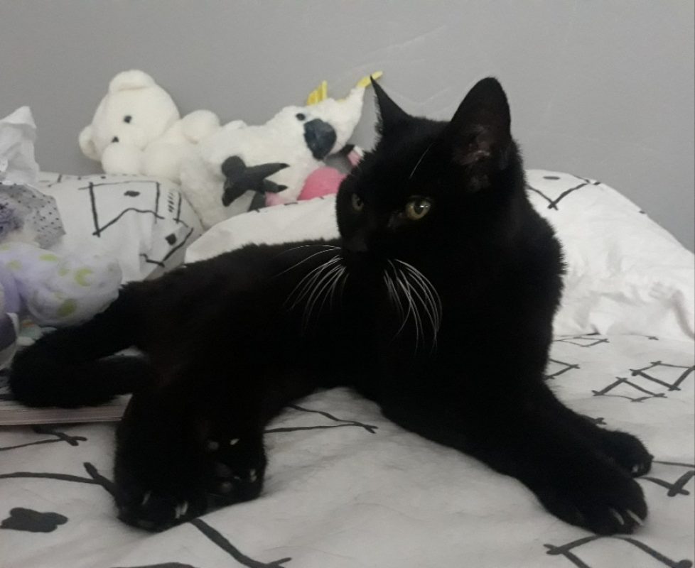 Meli - Chat Européen à adopter - photo 5