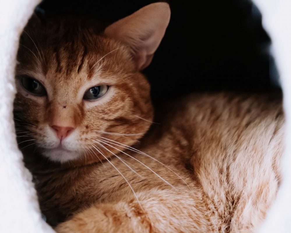 Ficello - Chat Européen à adopter