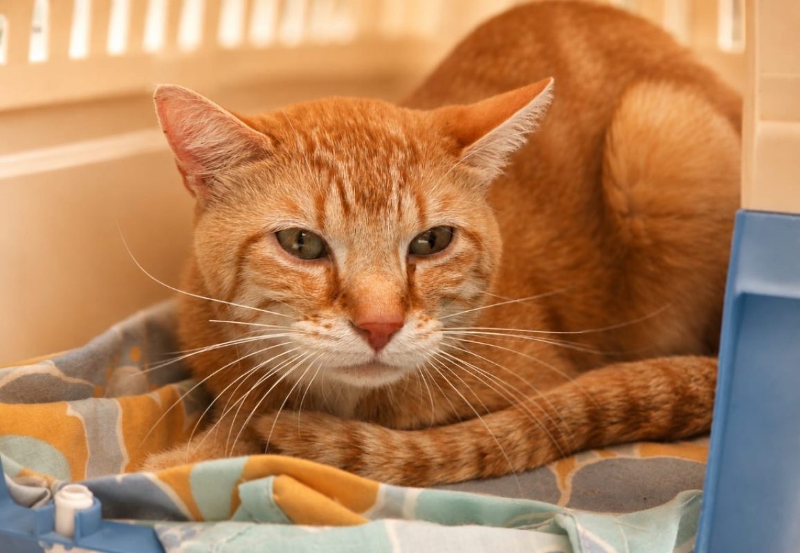 Ficello - Chat Européen à adopter - photo 2