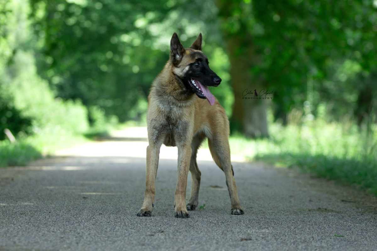 Photo de Zoulou
