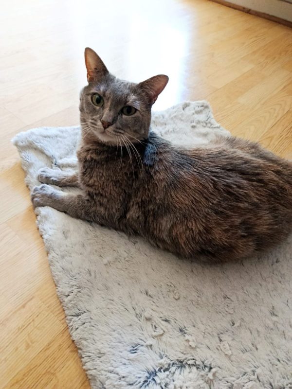 GRIZOUNETTE - Chat à adopter - photo 8