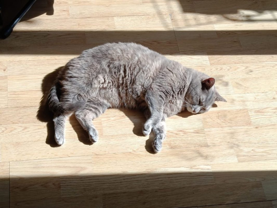 GRIZOUNETTE - Chat à adopter - photo 4