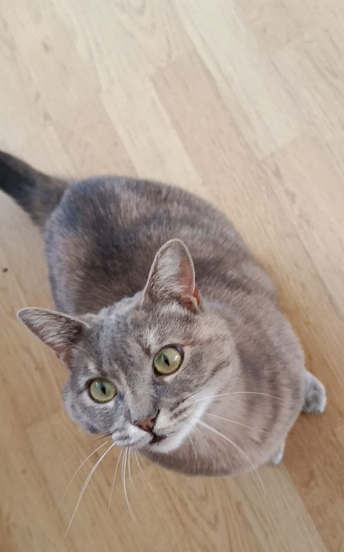 GRIZOUNETTE - Chat à adopter - photo 7