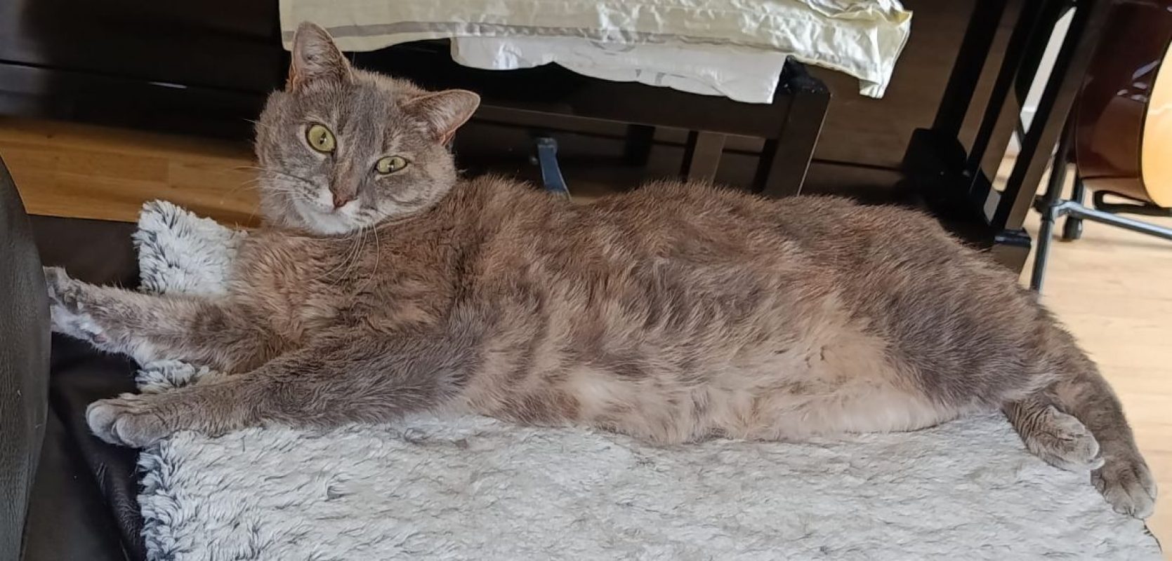 GRIZOUNETTE - Chat à adopter - photo 3