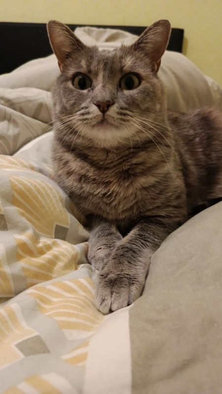 GRIZOUNETTE - Chat à adopter - photo 6