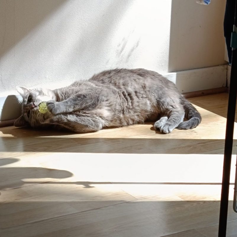 GRIZOUNETTE - Chat à adopter - photo 9