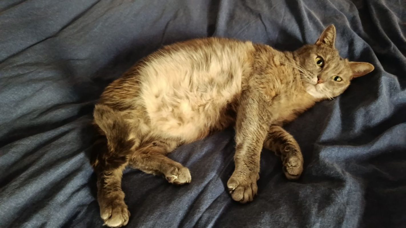 GRIZOUNETTE - Chat à adopter - photo 5