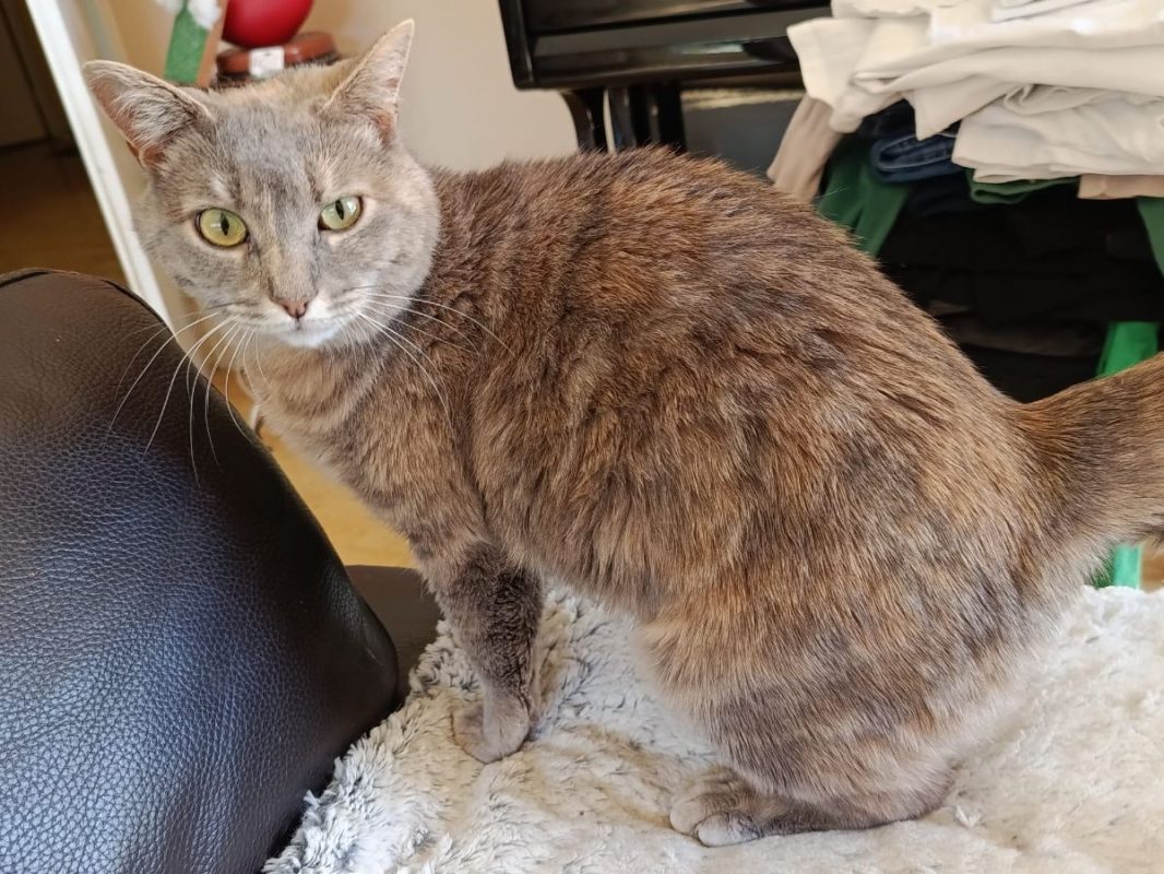 GRIZOUNETTE - Chat à adopter
