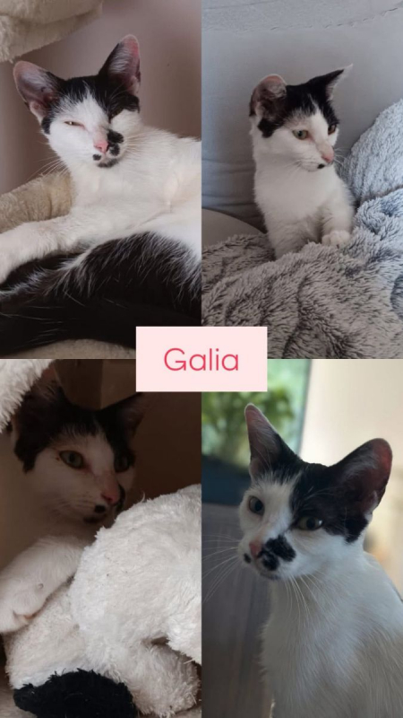 Photo #1 de Galia