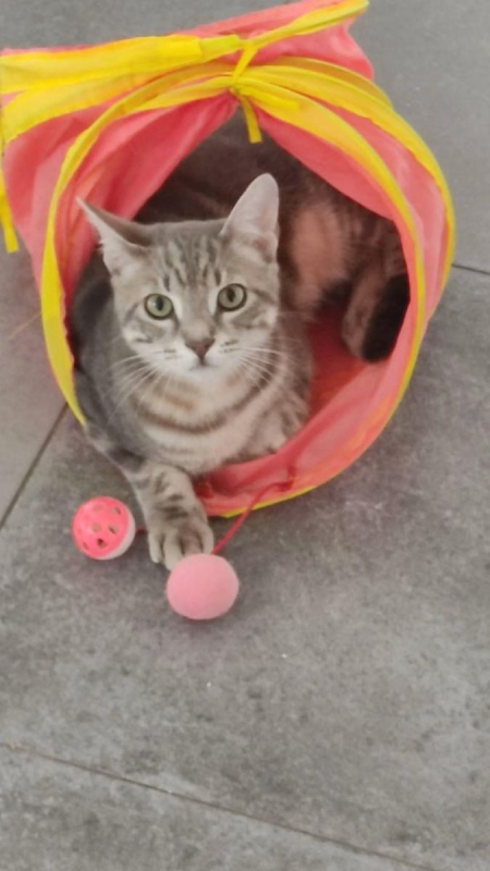 Ratinho - Chat à adopter - photo 4